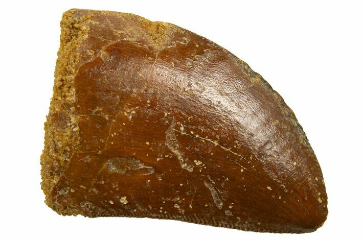 Serrated, Juvenile Carcharodontosaurus Tooth - Morocco #329866